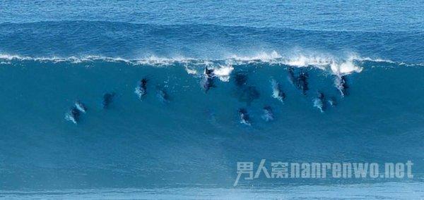 为海南椰子产业助力 这两项团体标准发布实施